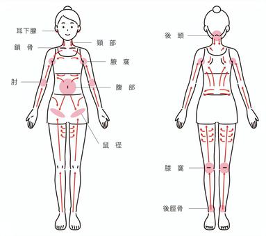 簡單全身 2_lymphatic flow_line, 女子, 淋巴, 人物, JPG, PNG 和 AI