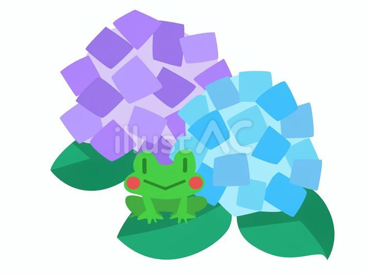 紫陽花とカエル（線なし） 紫陽花,カエル,両生類のイラスト素材