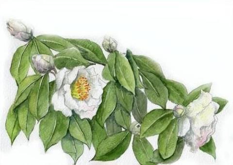 八重のツバキ 八重,ツバキ,椿,白,花,植物,綺麗,美しい,癒される,手描きのイラスト素材