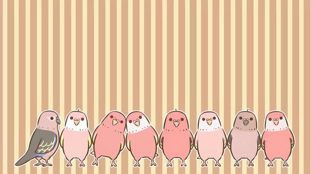 並ぶアキクサインコ3 アキクサインコ,インコ,鳥,ペット,デフォルメ,生き物,動物,かわいい,背景,壁紙のイラスト素材