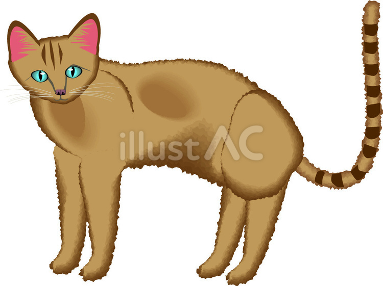 猫 猫,横向き,振り向くのイラスト素材