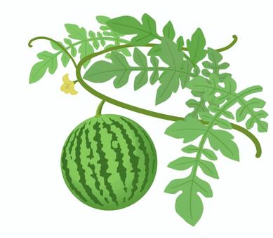 Watermelon leaves and vines, JPG and PNG Watermelon leaves and vines, watermelon, vegetables, leaf, JPG and PNG