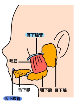 唾液腺と咬筋　カラー 舌下腺,顎下腺,唾液腺,咬筋,横顔,カラーのイラスト素材