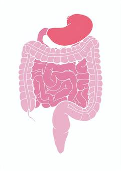 人体の胃・小腸・大腸 胃,小腸,大腸,虫垂,上行結腸,横行結腸,下行結腸,s状結腸,直腸,内臓のイラスト素材