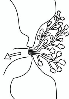 授乳と乳腺　線画 授乳,赤ちゃん,吸啜,乳腺,線画のイラスト素材
