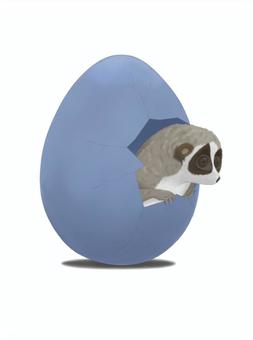 From the egg ..., JPG From the egg ..., slow loris, egg, baby, JPG