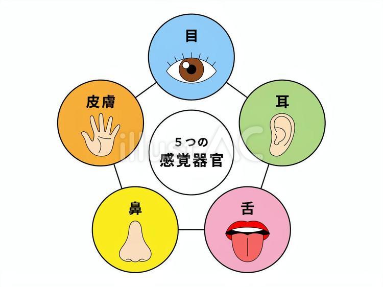 5つの感覚器官 五感,五官,目のイラスト素材