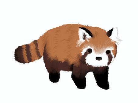 天王寺動物園のレッサーパンダ No 写真素材なら 写真ac 無料 フリー ダウンロードok