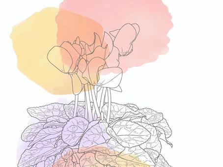 やさしげな背景227＿シクラメンの花 花,シクラメン,クリスマス,冬の花,贈り物,お歳暮,年末年始,壁紙,冬,背景のイラスト素材