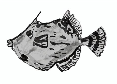 カワハギ カワハギ,食用,魚,海,動物,海類,外洋,釣り魚のイラスト素材