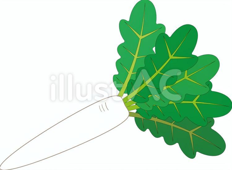 大根葉つき大根 大根,冬野菜,大根葉のイラスト素材