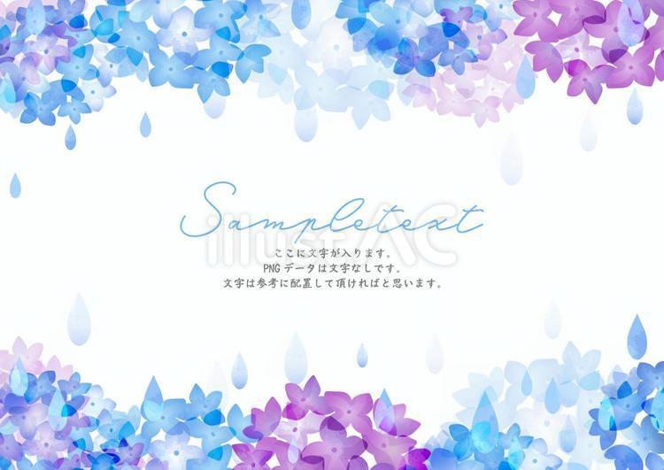 鮮やかな紫陽花と小雨のフレーム あじさい,紫陽花,梅雨のイラスト素材