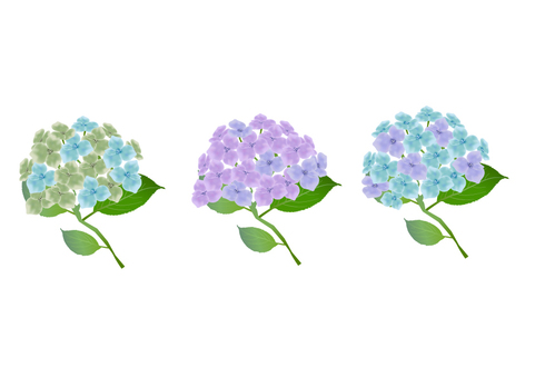 Illustration, hydrangea, plant, flower, 