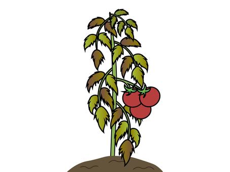 枯れた葉をつけたトマトの木と実のイラスト トマト,植物,枯れる,枯れた,しおれた,病気,農業,病害,害虫,生育不良のイラスト素材