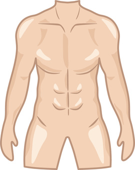男性の胴体 人体,胴体,身体,首,肩,腕,上腕,前腕,肘,手のイラスト素材