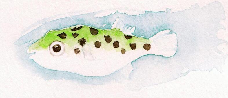 Midori Puffer, JPG Midori Puffer, puffer fish, cute, fish, JPG