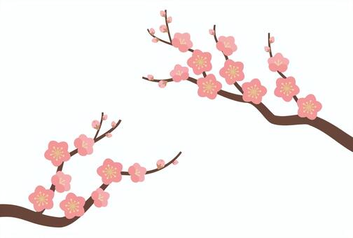 ピンクの梅の花枝_両サイド 梅,梅の花,紅梅,花,ピンク,桃色,蕾,つぼみ,枝,木のイラスト素材