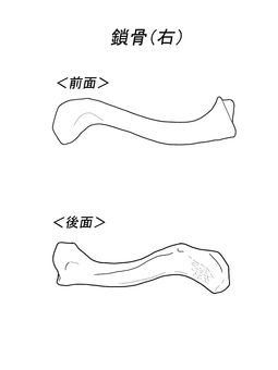 鎖骨　前後面（背景、文字あり） 骨格,骨,鎖骨,人体,人,ひと,医療,看護,パーツ,学習用のイラスト素材