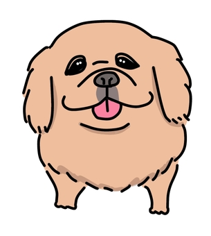 ペキニーズレッド 犬,動物,ペット,かわいい,デフォルメ,わんこ,キャラクター,毛色,手描き,ペキニーズのイラスト素材