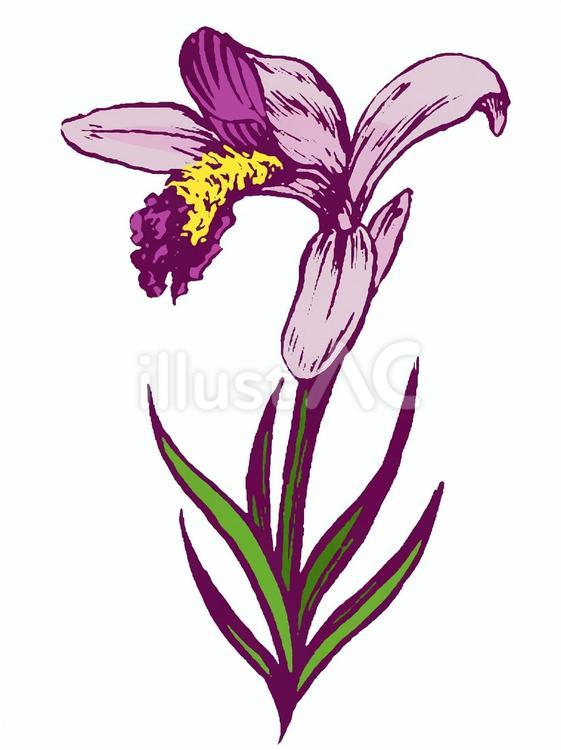 誕生花(６月５日) 花,トキソウ,誕生花のイラスト素材