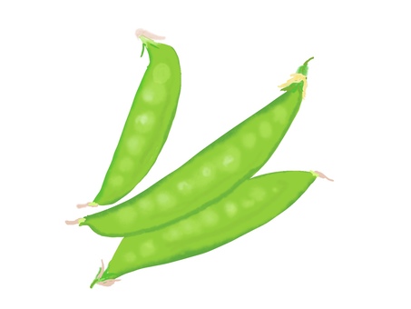 絹さやえんどう 絹さやえんどう,エンドウ豆,豆,野菜,リアル,手描きのイラスト素材