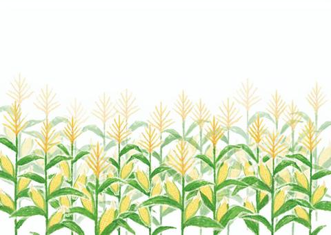 とうもろこし畑 とうもろこし,畑,秋,食材,フレームのイラスト素材