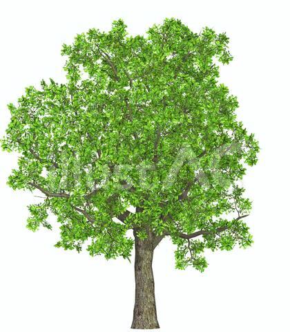 tree_002