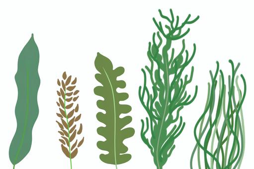 Leaf illustration, leaf, seaweed, water plants, JPG and PNG