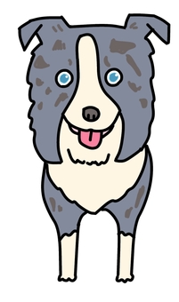 ボーダーコリーブルーマール ボーダーコリーブルーマール 犬,動物,ペット,かわいい,デフォルメ,わんこ,キャラクター,毛色,手描き,ボーダーコリーのイラスト素材