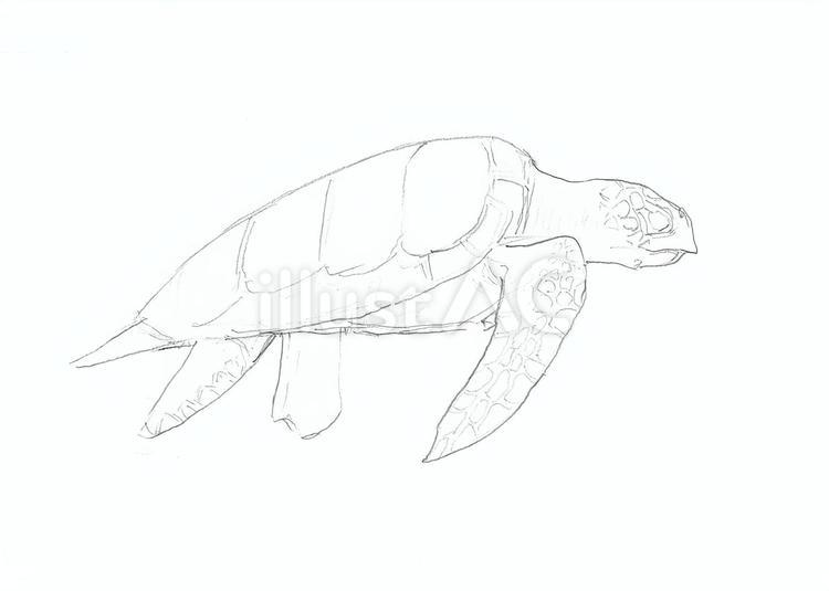 ウミガメ線画 ウミガメ,生き物,線画のイラスト素材