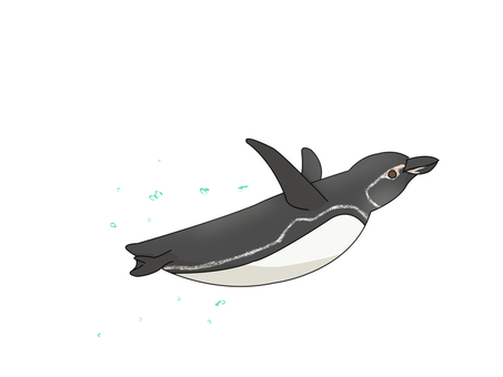 Illustration, pinguin des galapagos, penguin, oiseau, 