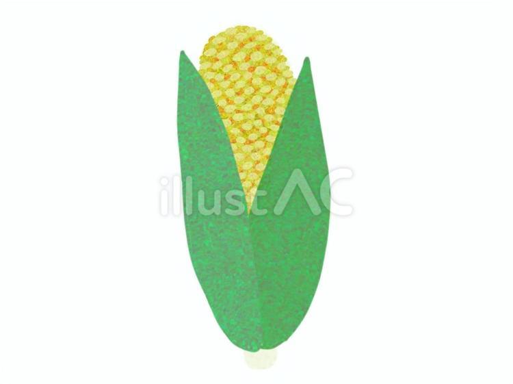 とうもろこし とうもろこし,夏野菜,野菜のイラスト素材