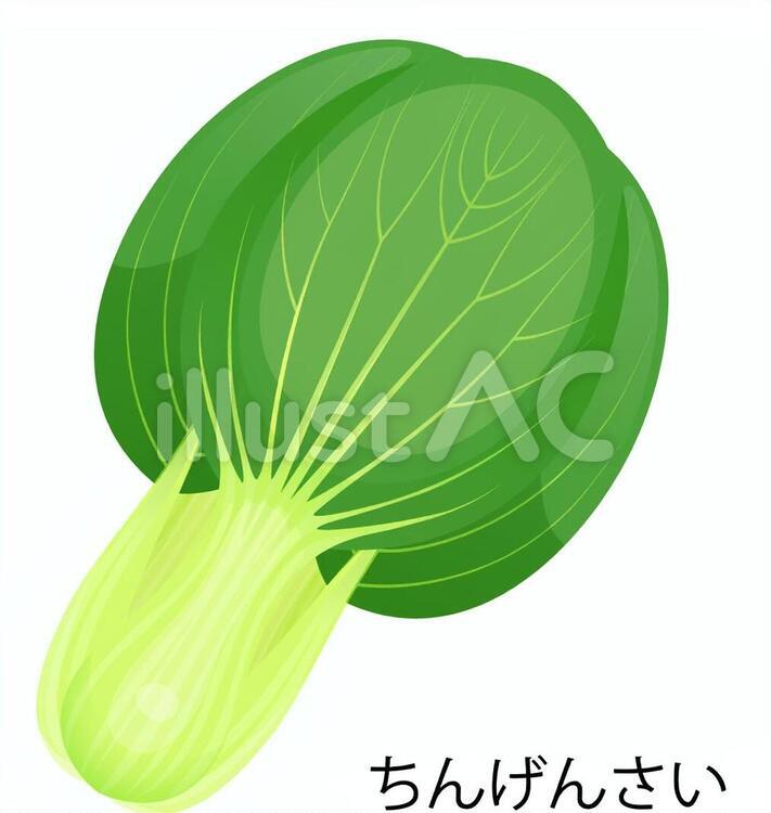 ちんげんさい チンゲンサイ,青梗菜,食品のイラスト素材