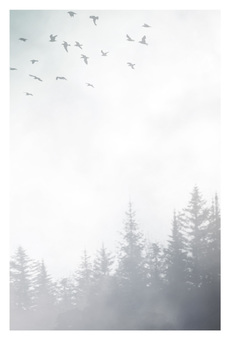 喪中はがき9ほんのり色付き 喪中はがき,喪中ハガキ,寒中見舞い,喪中,寒中,ハガキ,鳥,森,はがき,ポストカードのイラスト素材