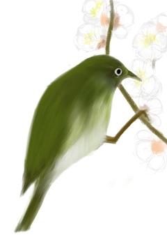 メジロ メジロ 鳥,動物,春のイラスト素材