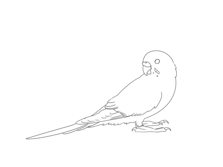 セキセイインコ線画④ 鳥,インコ,かわいい,ペット,手乗り,無料,フリー,素材,カラフル,セキセイインコのイラスト素材