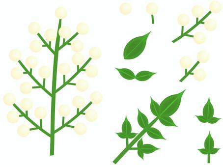 白南天(素材集)_1 南天,白南天,ナンテン,シロナンテン,果実,実,白色,緑色,植物,枝のイラスト素材