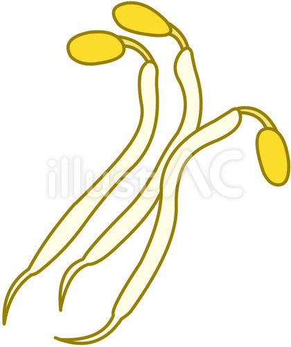 美味しいモヤシ