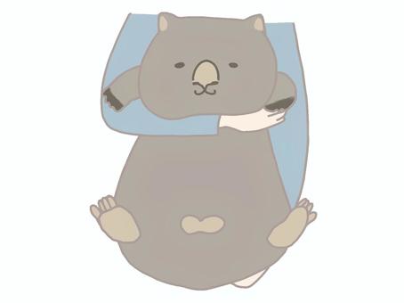 抱かれるウォンバット ウォンバット,抱っこ,動物園,有袋類,動物のイラスト素材