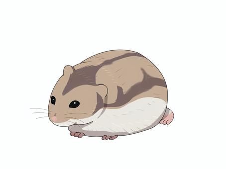 ハムスター（左向き） ジャンガリアンハムスター,ヒメキヌゲネズミ,ドワーフハムスター,ハムスター,動物,左向きのイラスト素材