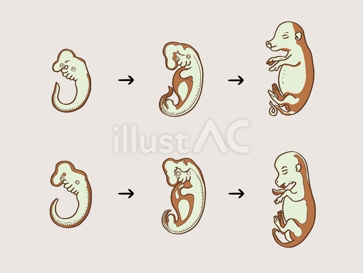 豚(上)と牛(下)の発生段階 発生,胚,細胞のイラスト素材