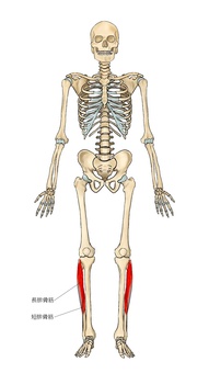 骨格と長・短腓骨筋 長腓骨筋,短腓骨筋,足関節,筋,筋肉,ガイコツ,解剖,骨,モデル,骨格のイラスト素材