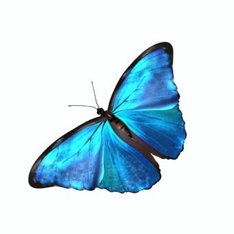 モルフォ蝶 蝶,モルフォ蝶,青,きれい,手描き,手書き,フリー,無料,標本,モルフォのイラスト素材