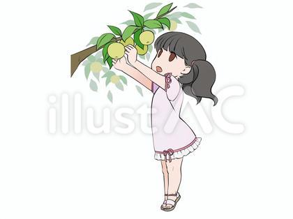 梨狩り、梨の収穫をする元気な女の子