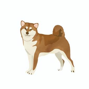 水彩画風の柴犬 水彩,年賀状,パーツ,犬,戌,柴犬,shibainu,カット,年賀,dogのイラスト素材