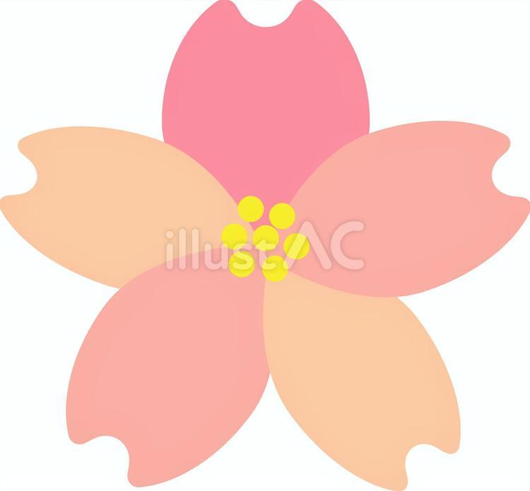 桜 桜,春,お花見のイラスト素材