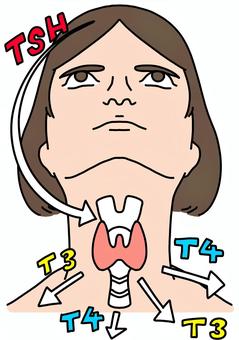 刺激ホルモンと甲状腺ホルモン　女性カラー 甲状腺,刺激,ホルモン,tsh,女性,矢印,カラーのイラスト素材