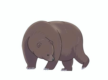 ヒグマ（振り向く）