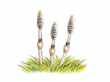 漫画風のつくし 漫画風のつくし 春,手描き,植物のイラスト素材