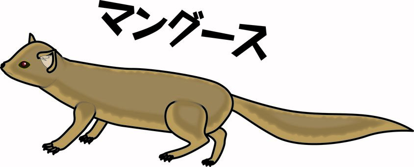 マングース　 マングース,哺乳類,動物,生息,野生,文字,横向きのイラスト素材